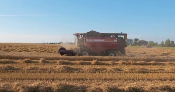 Minsk Belarus August 2020 Pemanen Berat Modern Menghilangkan Roti Gandum — Stok Video