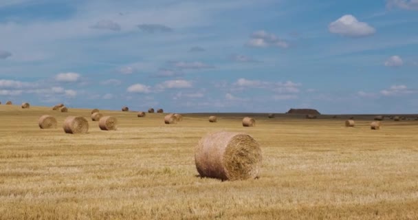 Hasat Edilen Çavdar Buğday Tarlaları Arasındaki Panorama Yaz Günü Saman — Stok video