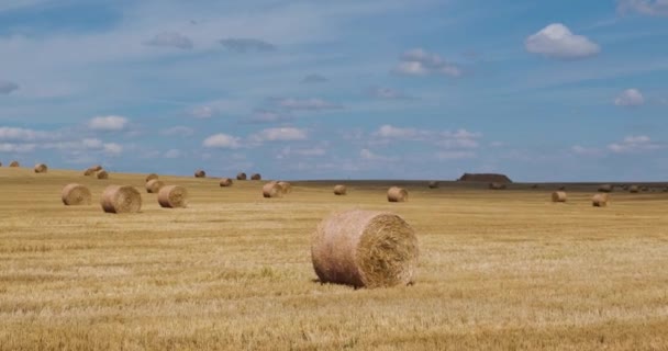 Panorama Tussen Geoogste Rogge Tarwevelden Met Hooibalen Zomerdag Met Prachtige — Stockvideo