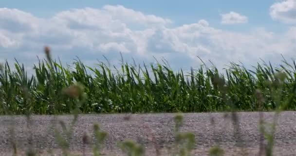 Grüne Maisblätter Wiegen Sich Wind Auf Einem Maisfeld — Stockvideo
