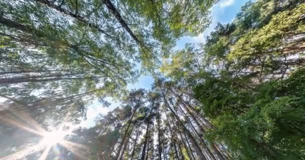 Drehen Und Rotieren Und Den Kiefernwald Schauen Bäume Wachsen Den — Stockvideo