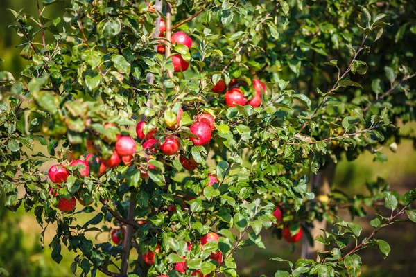 Large Ripe Red Apples Hanging Tree Branch Orchard Ready Harvesting — Stock Photo, Image