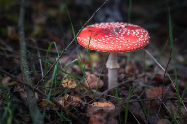 Amanita muscari. Zehirli ve halüsinojen kızıl saçlı güzel mantar, sonbahar ormanı arka planında çimlerde uçuşuyor. Psiko-aktif uyuşturucu Muscarine 'in kaynağı