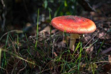 Amanita muscari. Zehirli ve halüsinojen kızıl saçlı güzel mantar, sonbahar ormanı arka planında çimlerde uçuşuyor. Psiko-aktif uyuşturucu Muscarine 'in kaynağı