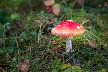 Amanita muscari. Zehirli ve halüsinojen kızıl saçlı güzel mantar, sonbahar ormanı arka planında çimlerde uçuşuyor. Psiko-aktif uyuşturucu Muscarine 'in kaynağı