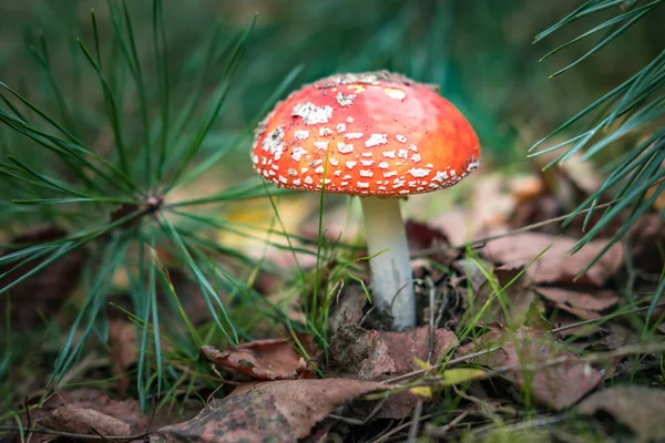 Amanita Muscari Ядовитый Галлюциногенный Красивый Рыжий Гриб Fly Agaric Траве — стоковое фото