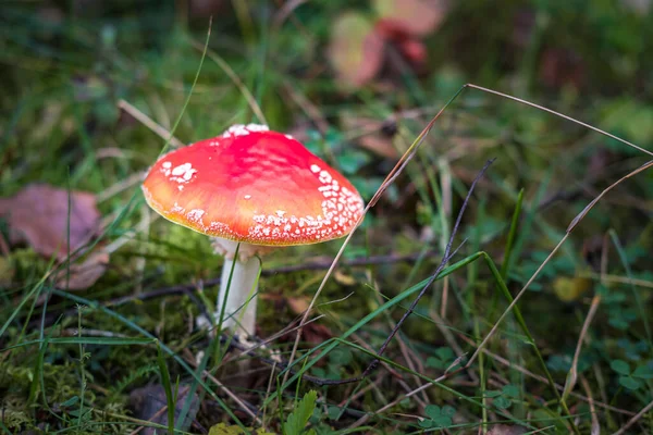 Amanita Muscari Ядовитый Галлюциногенный Красивый Рыжий Гриб Fly Agaric Траве — стоковое фото