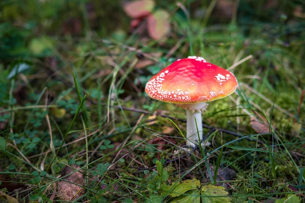 Amanita Muscari Zehirli Halüsinojen Kızıl Saçlı Güzel Mantar Sonbahar Ormanı — Stok fotoğraf