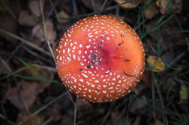 Amanita muscari. Zehirli ve halüsinojen kızıl saçlı güzel mantar, sonbahar ormanı arka planında çimlerde uçuşuyor. Psiko-aktif uyuşturucu Muscarine 'in kaynağı