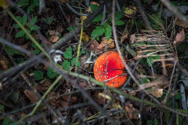 Amanita Muscari Zehirli Halüsinojen Kızıl Saçlı Güzel Mantar Sonbahar Ormanı — Stok fotoğraf