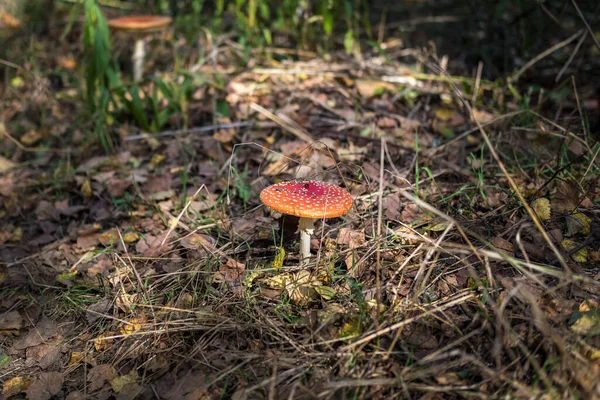 Аманіта Мускарі Токсичний Галюциноген Прекрасний Рудий Гриб Fly Agaric Траві — стокове фото