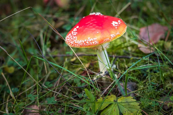 Amanita Muscari Giftige Und Halluzinogene Schöne Rothaarige Pilzfliege Agaric Gras — Stockfoto