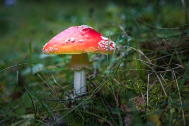 Amanita muscari. Zehirli ve halüsinojen kızıl saçlı güzel mantar, sonbahar ormanı arka planında çimlerde uçuşuyor. Psiko-aktif uyuşturucu Muscarine 'in kaynağı