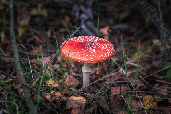 Amanita Muscari Giftige Und Halluzinogene Schöne Rothaarige Pilzfliege Agaric Gras — Stockfoto