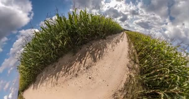 Minúsculo Planeta Campo Milho Gira Entre Céu Azul Nuvens Brancas — Vídeo de Stock