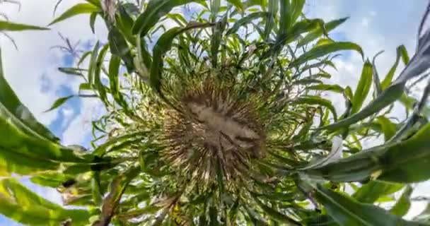 Pequeño Planeta Gira Entre Campo Maíz Pequeña Transformación Planetaria Con — Vídeos de Stock