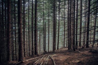 Vahşi gizem orman ağaçları. Doğa açık yaban hayatı arka plan.