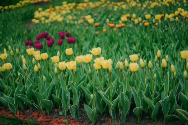 Çok renkli bahar çiçek alan. Kırmızı, beyaz, sarı, mor, Pembe lale. Doğal çeşitli taze yeşillik ve parlak renkler. Bir sürü çiçek parlak bir arka plan üzerinde.