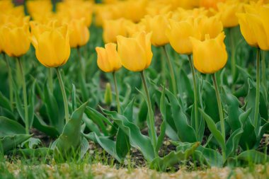 Sarı bahar çiçek alan. Sarı laleler. Doğal çeşitli taze yeşillik ve parlak renkler. Bir sürü çiçek parlak bir arka plan üzerinde.