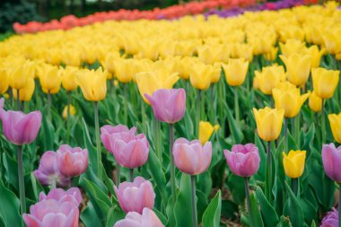 Çok renkli bahar çiçek alan. Kırmızı, beyaz, sarı, mor, Pembe lale. Doğal çeşitli taze yeşillik ve parlak renkler. Bir sürü çiçek parlak bir arka plan üzerinde.