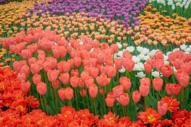 Çok renkli bahar çiçek alan. Kırmızı, beyaz, sarı, mor, Pembe lale. Doğal çeşitli taze yeşillik ve parlak renkler. Bir sürü çiçek parlak bir arka plan üzerinde.