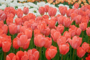Çok renkli bahar çiçek alan. Kırmızı, beyaz, sarı, mor, Pembe lale. Doğal çeşitli taze yeşillik ve parlak renkler. Bir sürü çiçek parlak bir arka plan üzerinde.