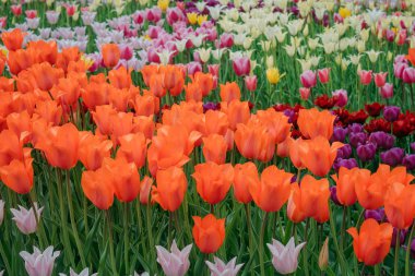 Çok renkli bahar çiçek alan. Kırmızı, beyaz, sarı, mor, Pembe lale. Doğal çeşitli taze yeşillik ve parlak renkler. Bir sürü çiçek parlak bir arka plan üzerinde.