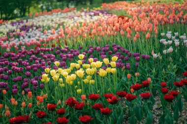 Çok renkli bahar çiçek alan. Kırmızı, beyaz, sarı, mor, Pembe lale. Doğal çeşitli taze yeşillik ve parlak renkler. Bir sürü çiçek parlak bir arka plan üzerinde.