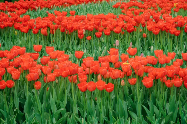 Campo Flores Multicolores Primavera Tulipanes Rojos Blancos Amarillos Morados Rosados —  Fotos de Stock