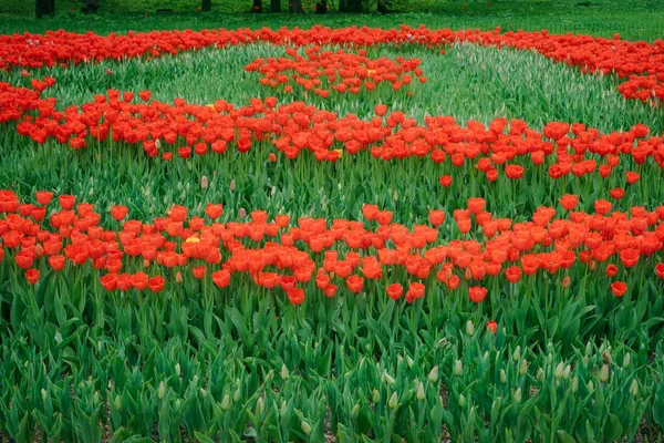Pole Wielobarwny Wiosna Kwiatów Czerwony Biały Żółty Fioletowy Różowy Tulipany — Zdjęcie stockowe