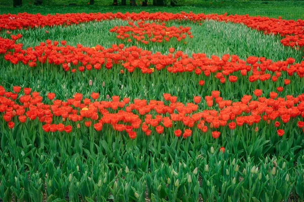 Ένα Πεδίο Των Πολύχρωμα Ανοιξιάτικα Λουλούδια Κόκκινο Άσπρο Κίτρινο Μοβ — Φωτογραφία Αρχείου