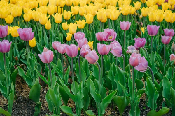 Pole Wielobarwny Wiosna Kwiatów Czerwony Biały Żółty Fioletowy Różowy Tulipany — Zdjęcie stockowe