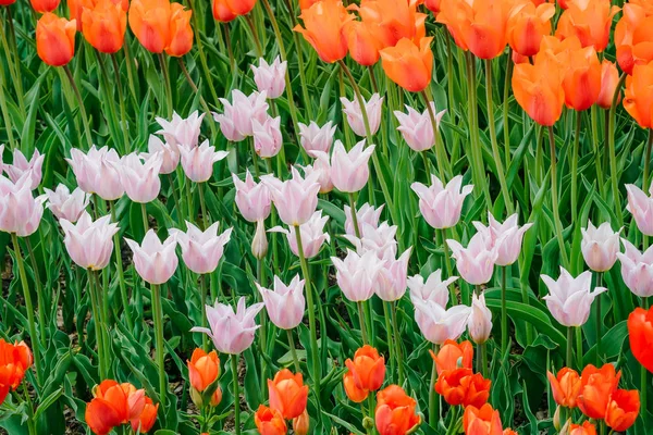 Поле Разноцветных Весенних Цветов Красные Белые Желтые Фиолетовые Розовые Тюльпаны — стоковое фото