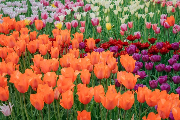 Поле Разноцветных Весенних Цветов Красные Белые Желтые Фиолетовые Розовые Тюльпаны — стоковое фото