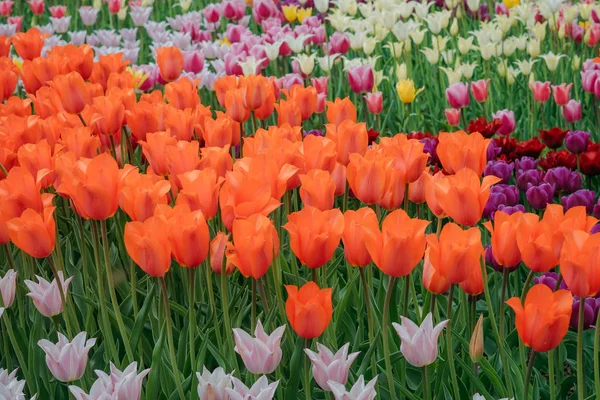 Çok renkli bahar çiçek alan. Kırmızı, beyaz, sarı, mor, Pembe lale. Doğal çeşitli taze yeşillik ve parlak renkler. Bir sürü çiçek parlak bir arka plan üzerinde.