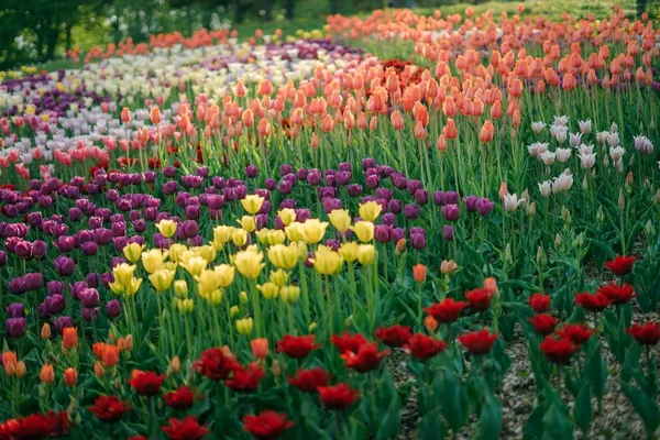 Campo Flores Multicolores Primavera Tulipanes Rojos Blancos Amarillos Morados Rosados —  Fotos de Stock