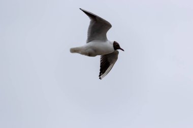 Vogel im Flug in Richtung Sueden auf den Weg in der Freiheit