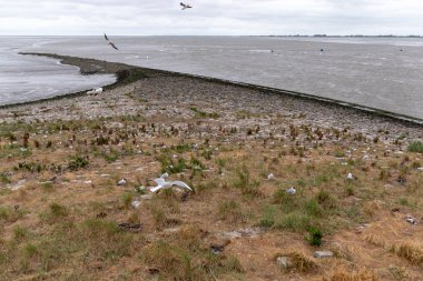 Bruetende Voegel am Strand