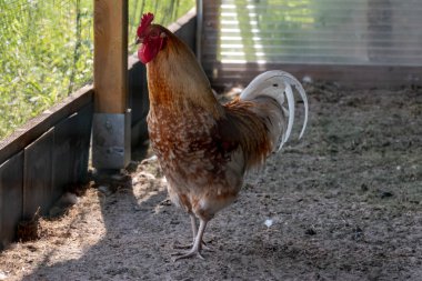 Hahn im Stall serbest bükülme