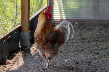 Hahn im Stall serbest bükülme