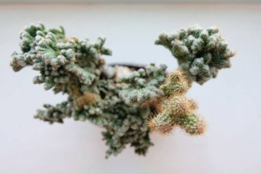 Üstten görünüm küçük yeşil kaktüs bitki