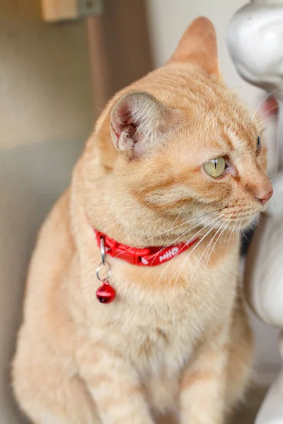 Kot Tajski Niewyraźne Tło — Zdjęcie stockowe