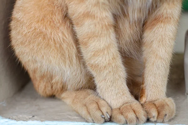 Kot Tajski Zbliżenie Ciała — Zdjęcie stockowe
