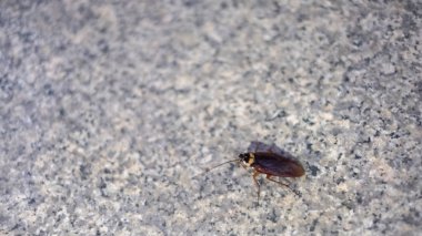 Bir dokunaçlı mermer zemin üzerinde yürüyen hamamböceği var.