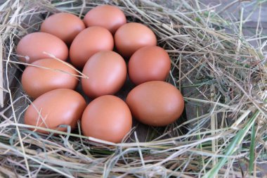 Tavuk yumurta yuvada saman eski ahşap zemin üzerine