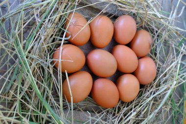 Tavuk yumurta yuvada saman eski ahşap zemin üzerine