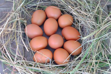 Tavuk yumurta yuvada saman eski ahşap zemin üzerine