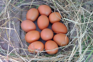 Tavuk yumurta yuvada saman eski ahşap zemin üzerine