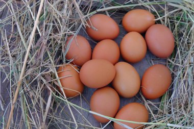 Tavuk yumurta yuvada saman eski ahşap zemin üzerine