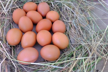 Tavuk yumurta yuvada saman eski ahşap zemin üzerine